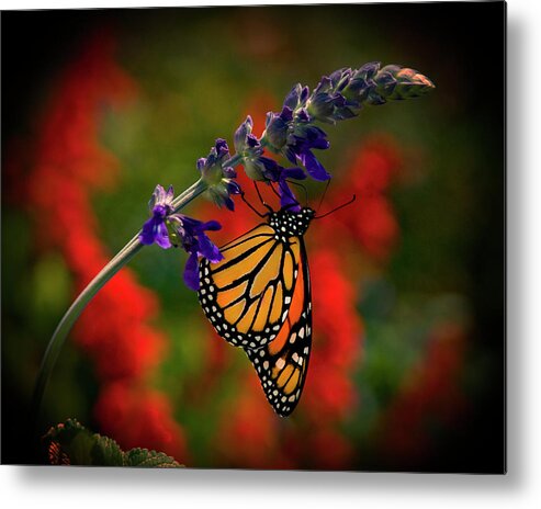 Butterfly Metal Print featuring the photograph Butterfly on Purple Flower by Carolyn Hutchins