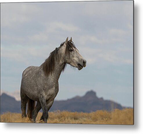 Wild Horses Metal Print featuring the photograph Calling out by Mary Hone