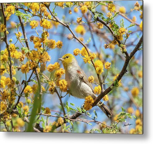 Verdin Metal Print featuring the photograph Can You See Me? by Jurgen Lorenzen