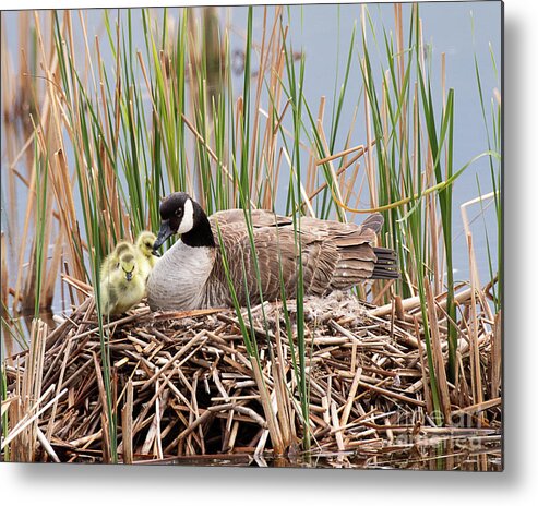 Goose Metal Print featuring the photograph Canada Goose with Chicks by Dennis Hammer