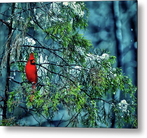 Male Cardinal Metal Print featuring the photograph Cardinal Perch by Michael Frank