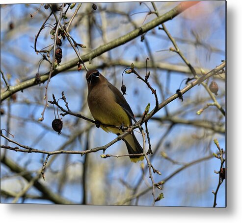  Metal Print featuring the photograph Cedar Waxwing 3 by David Armstrong