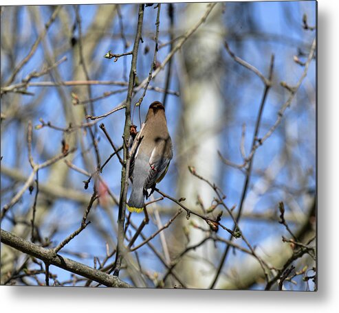  Metal Print featuring the photograph Cedar Waxwing 5 by David Armstrong
