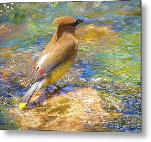 Portrait Metal Print featuring the mixed media Cedar Waxwing Oil Pastel by Susan Rydberg