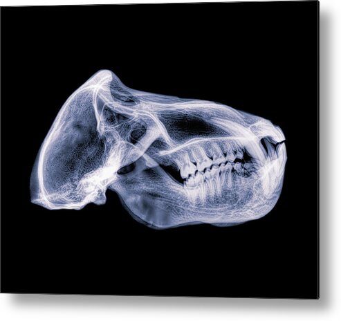 Mammal Metal Print featuring the photograph Chacma Baboon x-ray -01 by Rob Graham