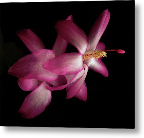 Christmas Metal Print featuring the photograph Christmas Cactus by Nancy Griswold