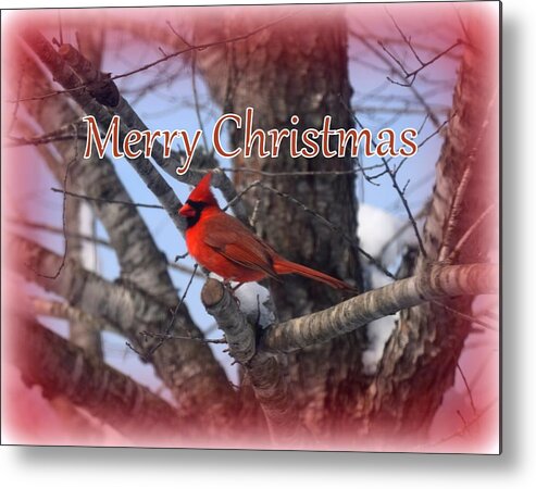 Cardinal Metal Print featuring the photograph Christmas Cardinal by Kim Galluzzo