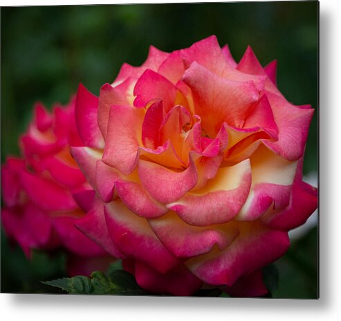 Rose Metal Print featuring the photograph Classic Beauty with a Twist by Linda Bonaccorsi