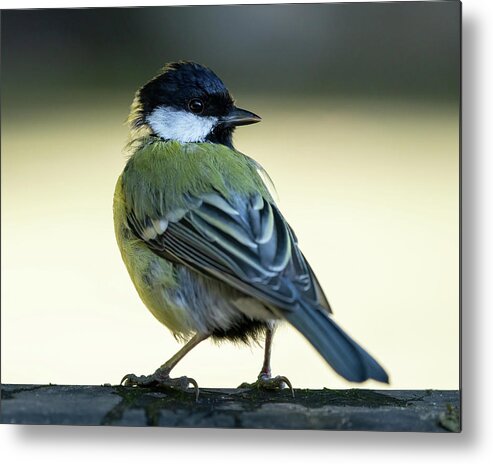 Coal Tit Metal Print featuring the photograph Coal tit looking behind by Anges Van der Logt
