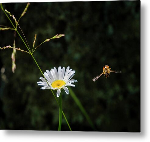 Wildflower Metal Print featuring the photograph Coming At You by Mary Lee Dereske