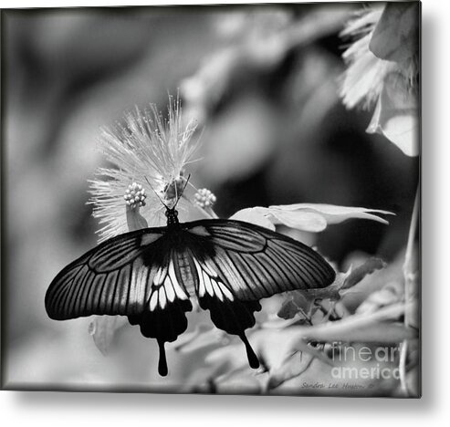 Papilio Polytes Metal Print featuring the photograph Common Mormon Butterfly in Black and White by Sandra Huston