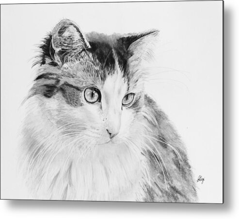 Cat Metal Print featuring the drawing Cordova by Gigi Dequanne
