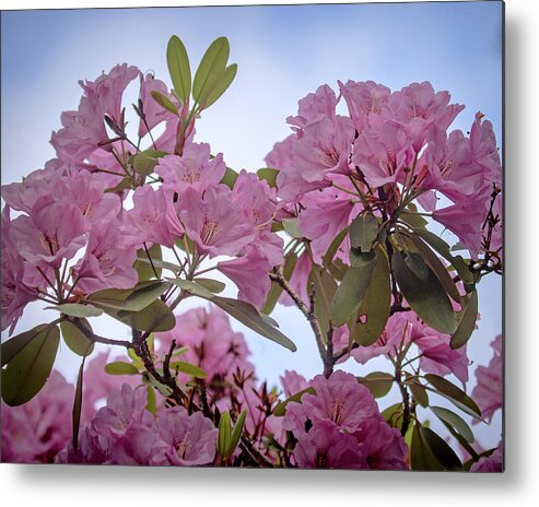 Rhododendron Metal Print featuring the photograph Cornell Botanic Gardens #6 by Mindy Musick King