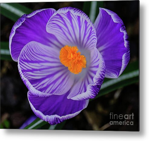 Crocus Metal Print featuring the photograph Crocus From Above by Neil Maclachlan