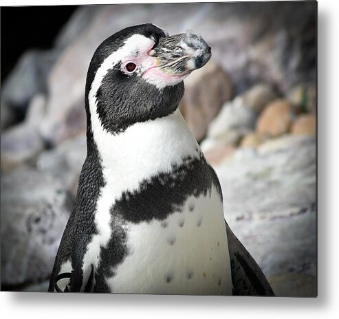 Penguin Metal Print featuring the photograph Cute Penguin by Michelle Wittensoldner