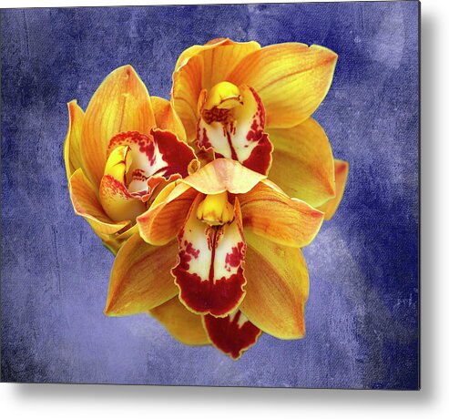 Cymbidium Orchids Metal Print featuring the photograph Cymbidium Orchids by Cate Franklyn