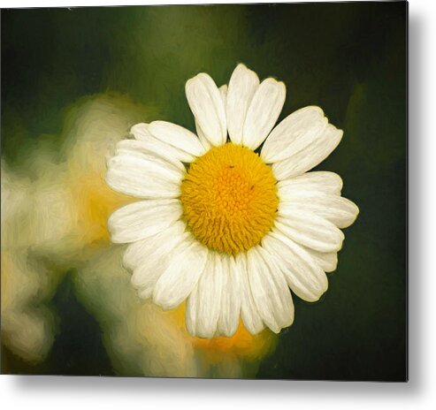 Daisy Metal Print featuring the photograph Daisy Close Up 2 by Lindsay Thomson