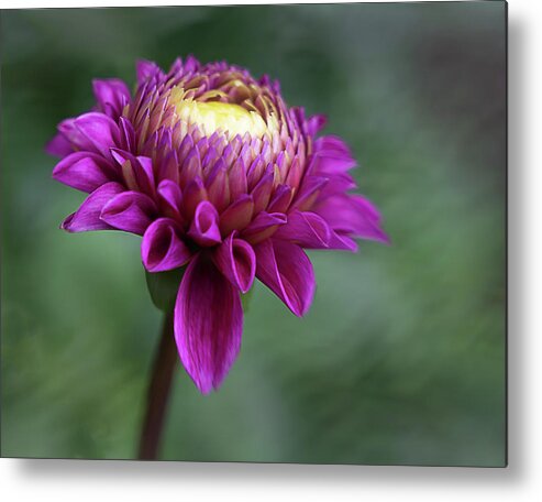 Dahlia Metal Print featuring the photograph Darling Dahlia by Sylvia Goldkranz