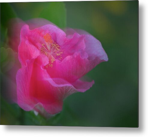 Hibiscus Metal Print featuring the photograph Day's End by M Kathleen Warren