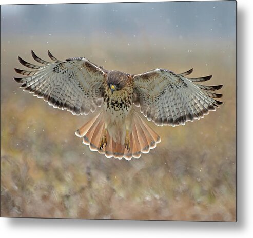Red-tailed Hawk Metal Print featuring the photograph Descending For the Kill by CR Courson