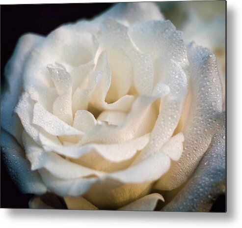 Rose Metal Print featuring the photograph Dew On White Rose by Laura Vilandre
