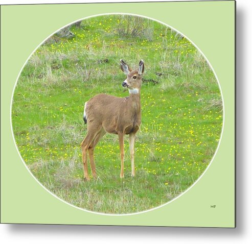 Young Deer Metal Print featuring the digital art Doe In March by Will Borden