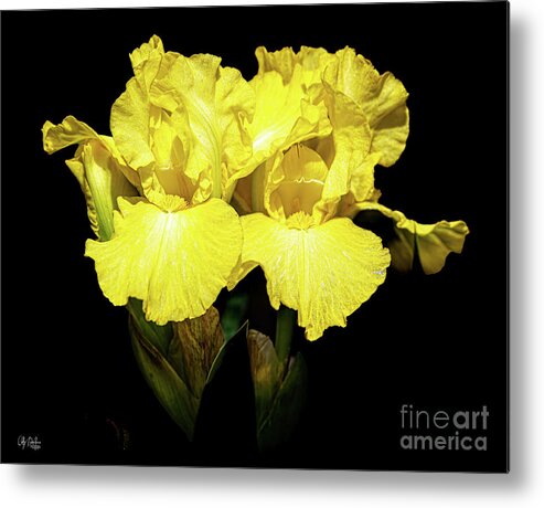 Flower Metal Print featuring the photograph Double Iris by Cathy Donohoue