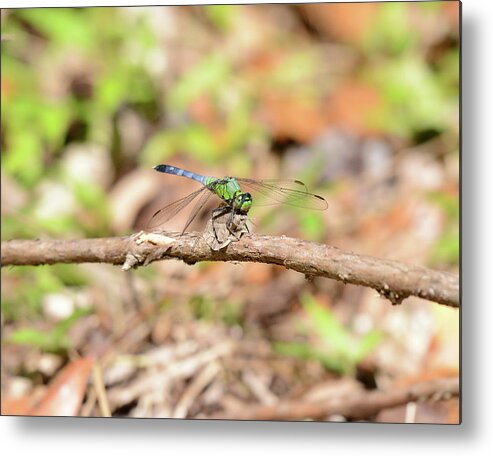  Metal Print featuring the photograph Dragon 4 by David Armstrong