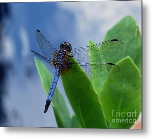 Dragonfly Metal Print featuring the photograph Dragonfly by Nancy Bradley