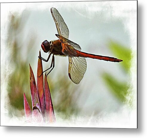 Dragonfly Metal Print featuring the photograph Dragonfly with vignette by Bill Barber