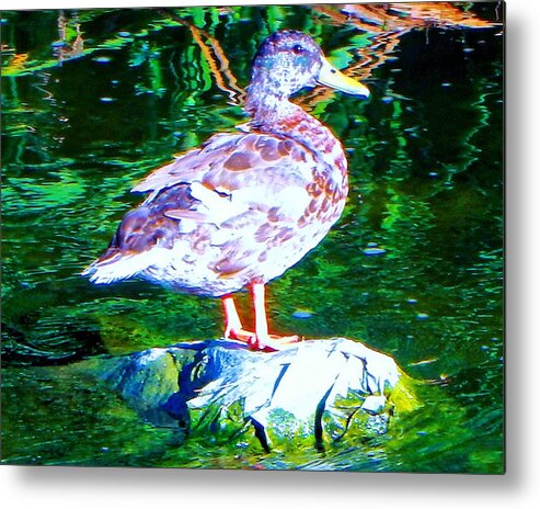 Birds Metal Print featuring the photograph Duck on River Rock by Andrew Lawrence