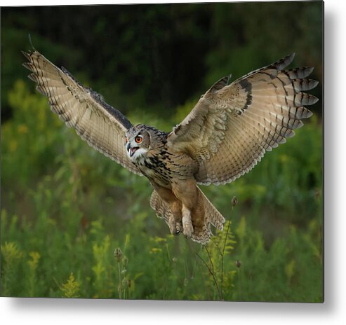 Eagle-owl Metal Print featuring the photograph Eagle-Owl In Flight by CR Courson