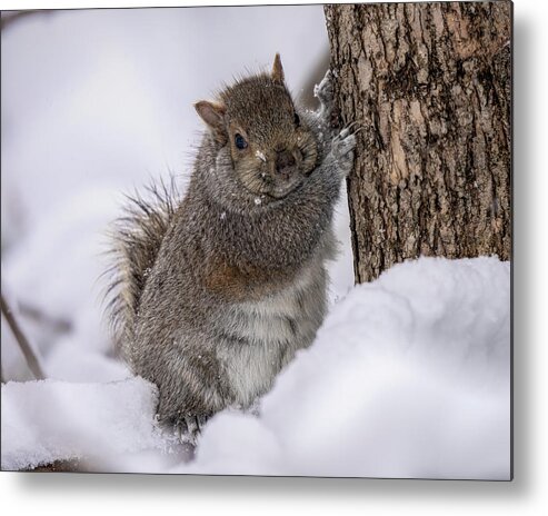 Squirrel Metal Print featuring the photograph Easy Breezy Beautiful Cover Squirrel by James Overesch
