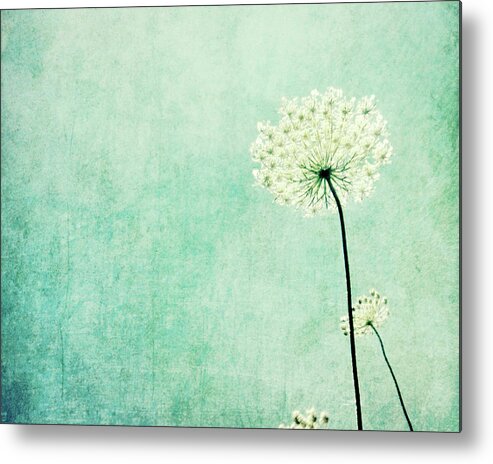 Queen Anne's Lace Metal Print featuring the photograph Efflorescence by Lupen Grainne