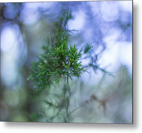 Tree Metal Print featuring the photograph Evergreen by David Beechum