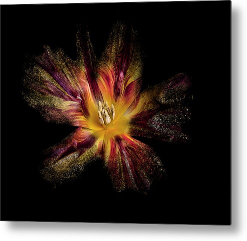 Flower Metal Print featuring the photograph Exploding Tulip by Lori Hutchison