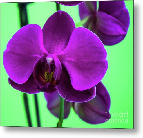 Exposed Metal Print featuring the photograph Exposed Orchid by Roberta Byram
