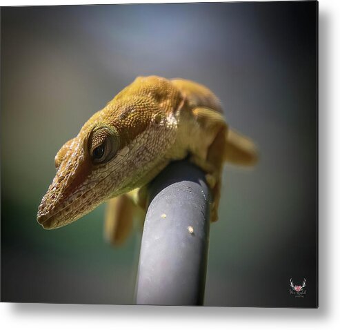 Lizard Metal Print featuring the photograph Eye See You by Pam Rendall