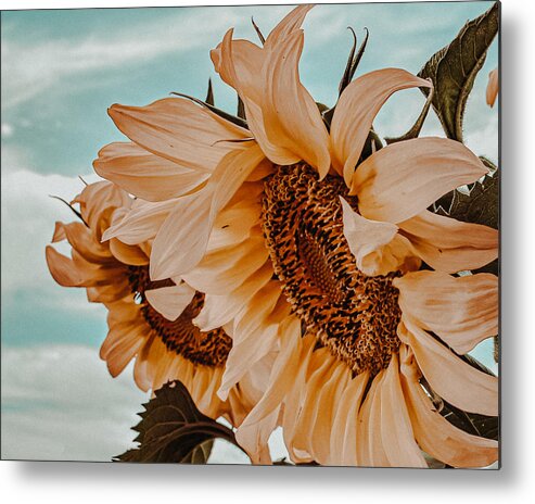 Sunflower Metal Print featuring the photograph Fading Days by Bonny Puckett