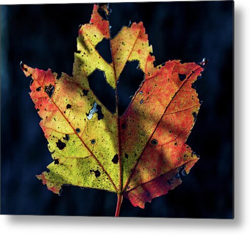 Trees Metal Print featuring the photograph Fall is for Love by Amelia Pearn