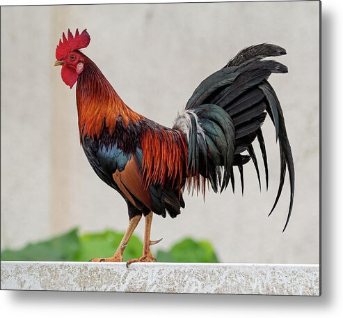 Feral Metal Print featuring the photograph Feral Rooster by Rick Mosher