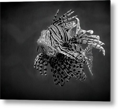 Fish Metal Print featuring the photograph Fish in BW by Deborah Penland