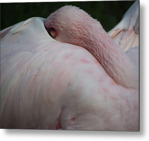 Flamingo Metal Print featuring the photograph Flamingo 4 by Christy Garavetto