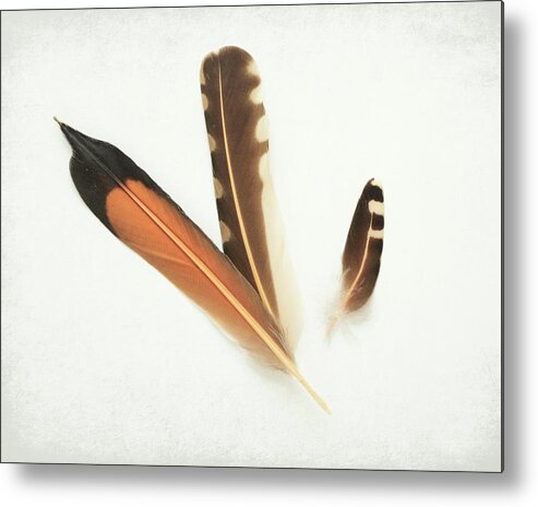 Flicker Feathers Metal Print featuring the photograph Flicker Family by Lupen Grainne