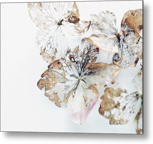 Hydrangea Flowers Metal Print featuring the photograph Flower Lace by Lupen Grainne