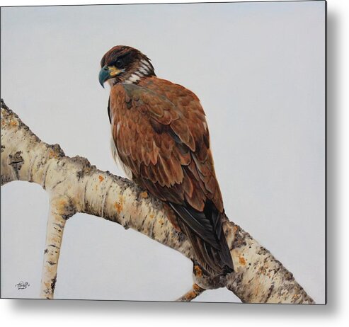Juvenile Bald Eagle Metal Print featuring the painting Focused by Tammy Taylor