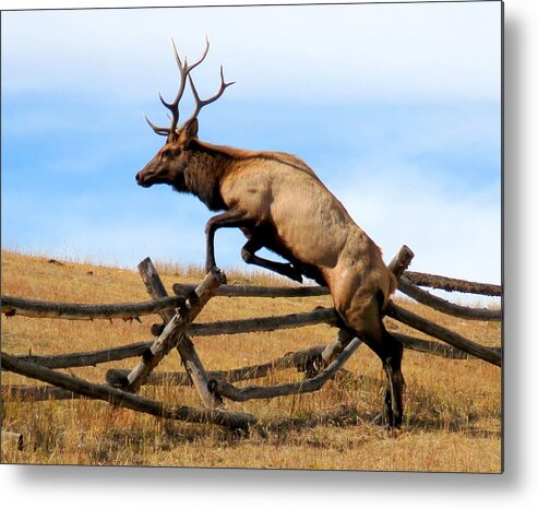 Elk Metal Print featuring the photograph Forever Free by Karen Shackles