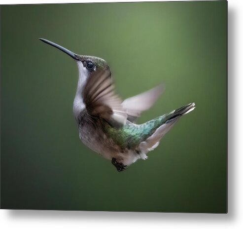 Hummingbird Metal Print featuring the photograph Free Falling by James Overesch