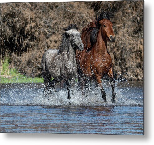 Wild Horses Metal Print featuring the photograph Full Speed by Mary Hone