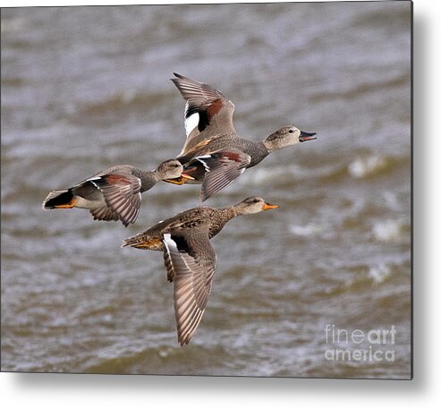 Duck Metal Print featuring the photograph Gadwall Ducks on the Wing by Dennis Hammer